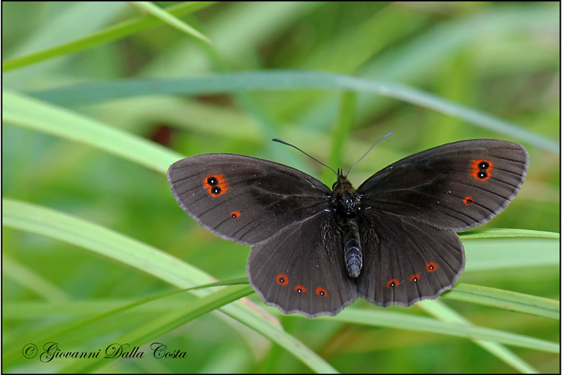 Erebia da identificare 5